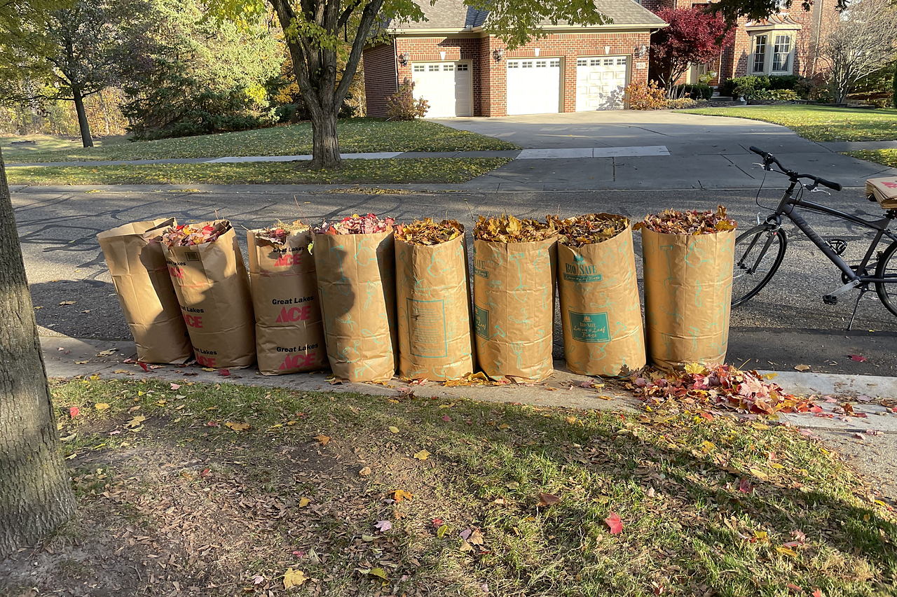 Bagged leaves cleared from a property